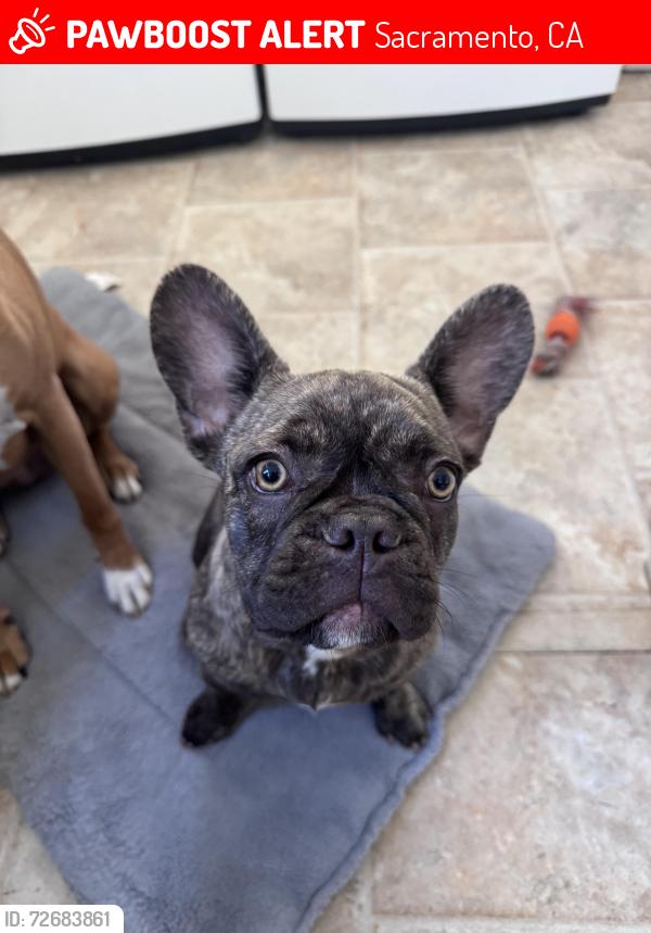 Lost Male Dog last seen 44th and MLK, Sacramento, CA 95824