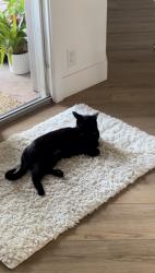 Lost Male Cat last seen Dewes Way and Donley, San Diego, CA 92117