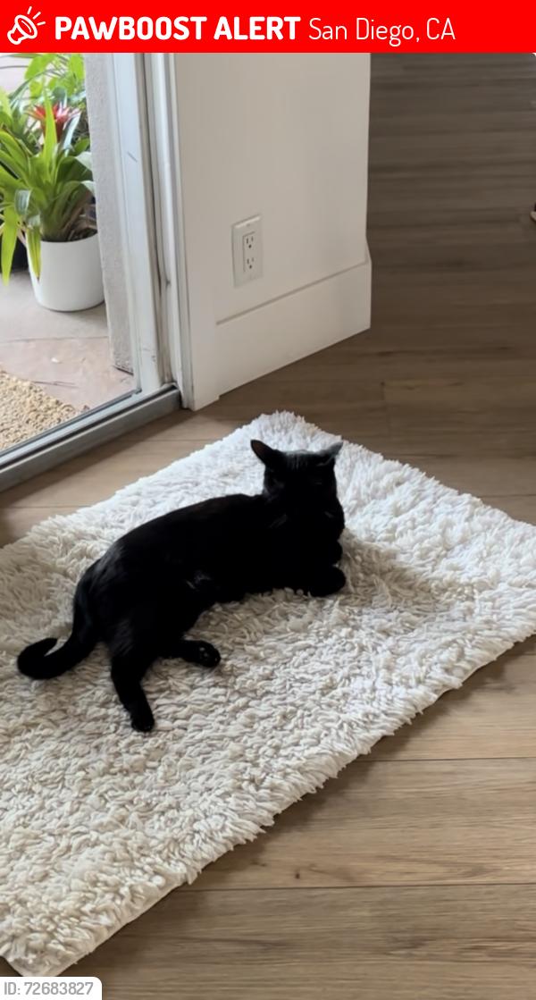 Lost Male Cat last seen Dewes Way and Donley, San Diego, CA 92117