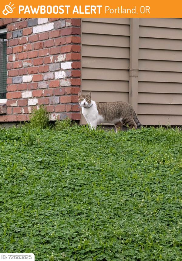 Found/Stray Unknown Cat last seen Near NE 74th Ave, Portland, OR 97213, Portland, OR 97213