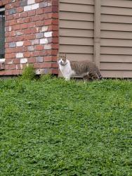 Found/Stray Unknown Cat last seen Near NE 74th Ave, Portland, OR 97213, Portland, OR 97213