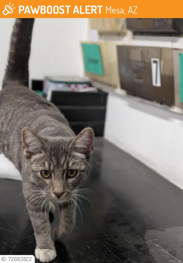 Found/Stray Male Cat last seen Extension and Main, Mesa, AZ 85210