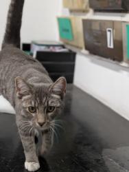 Found/Stray Male Cat last seen Extension and Main, Mesa, AZ 85210