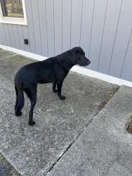 Found/Stray Female Dog last seen South English Station Rd, Louisville, KY 40243