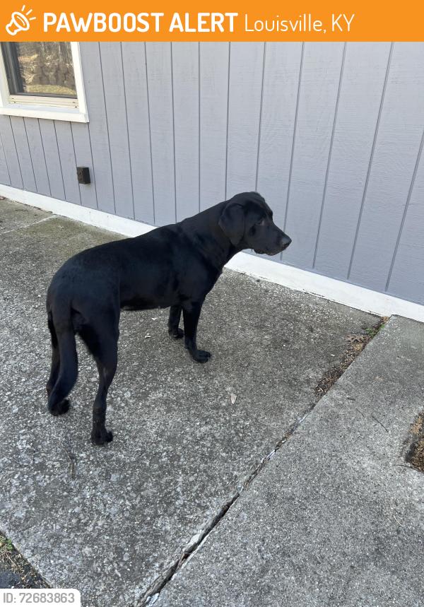 Found/Stray Female Dog last seen South English Station Rd, Louisville, KY 40243