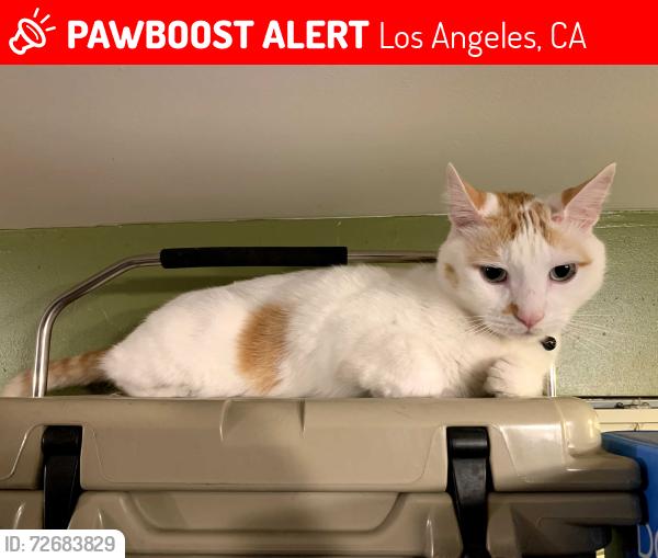 Lost Male Cat last seen Charters Avenue, Los Angeles, CA 90042