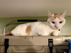 Lost Male Cat last seen Charters Avenue, Los Angeles, CA 90042