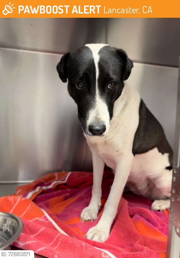 Found/Stray Unknown Dog last seen Boulevard Vet hosp, Lancaster, CA 93534