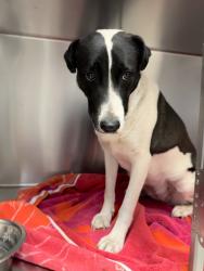 Found/Stray Unknown Dog last seen Boulevard Vet hosp, Lancaster, CA 93534