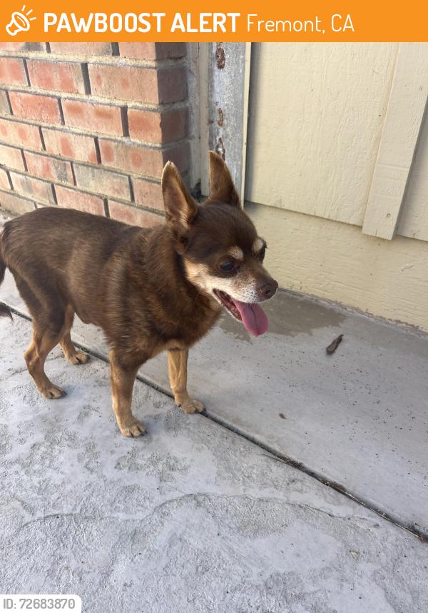Found/Stray Male Dog last seen Shin court, Fremont, CA 94536