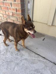 Found/Stray Male Dog last seen Shin court, Fremont, CA 94536