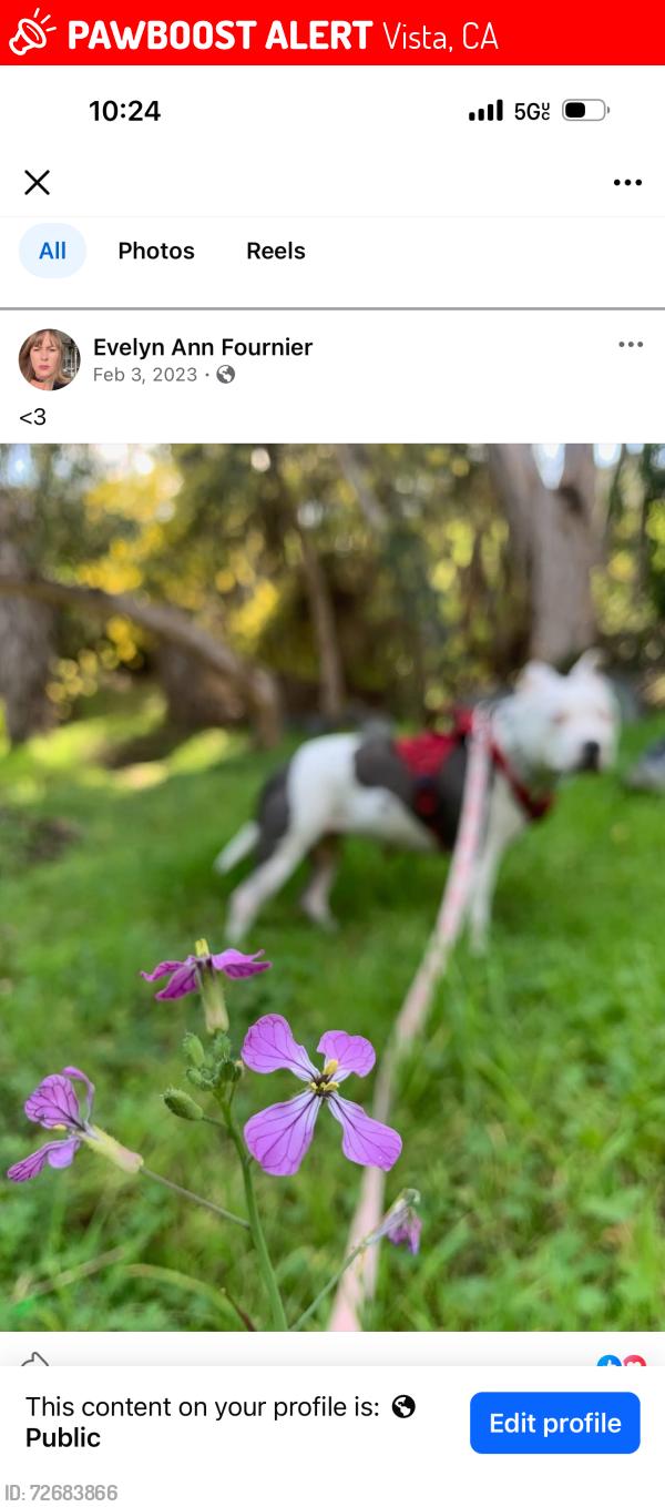 Lost Female Dog last seen Possible sighting at Santa Fe. & civic center drive , Vista, CA 92085