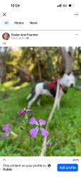 Lost Female Dog last seen Possible sighting at Santa Fe. & civic center drive , Vista, CA 92085
