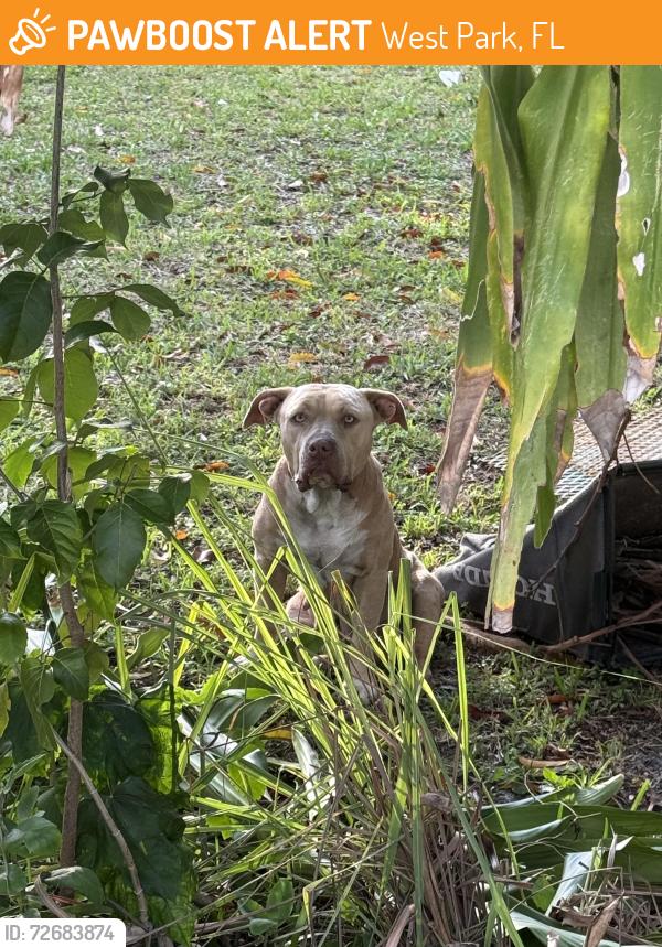 Found/Stray Female Dog last seen By Dale Village, West Park, FL 33023