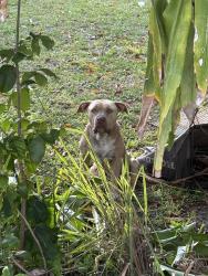 Found/Stray Female Dog last seen By Dale Village, West Park, FL 33023
