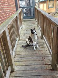 Found/Stray Male Dog last seen Near Chesapeakes, Gatlinburg, TN 37738