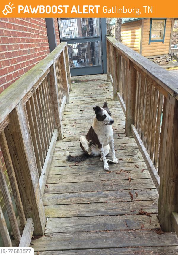Found/Stray Male Dog last seen Near Chesapeakes, Gatlinburg, TN 37738