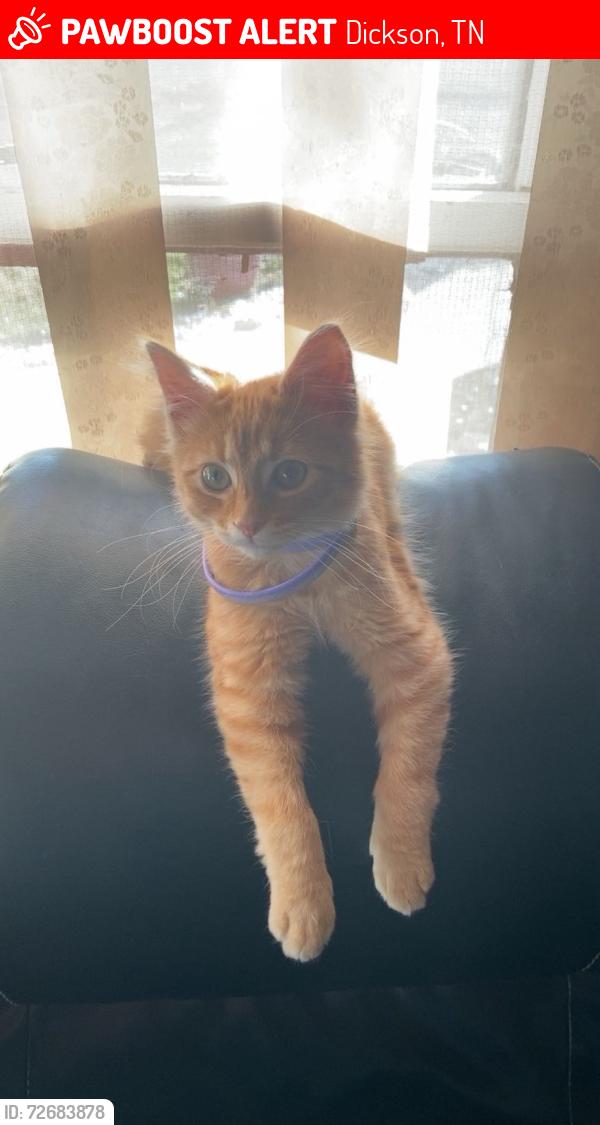 Lost Male Cat last seen Ford, Dickson, TN 37055