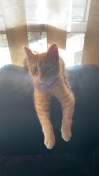 Lost Male Cat last seen Ford, Dickson, TN 37055