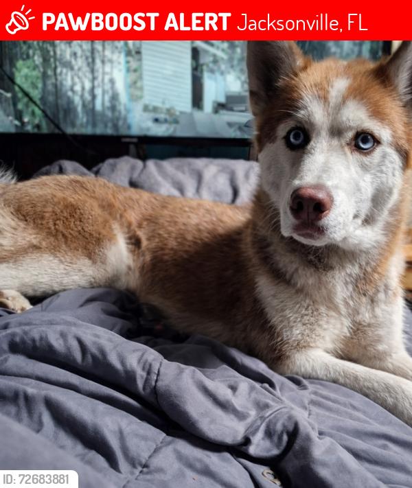 Lost Female Dog last seen Normandyblvd, 217, long branch, Jacksonville, FL 32234