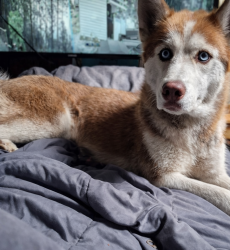 Lost Female Dog last seen Normandyblvd, 217, long branch, Jacksonville, FL 32234