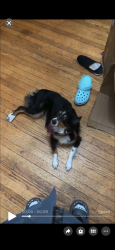 Lost Female Dog last seen around 1 Velvet Ln, Chelmsford, MA 01824