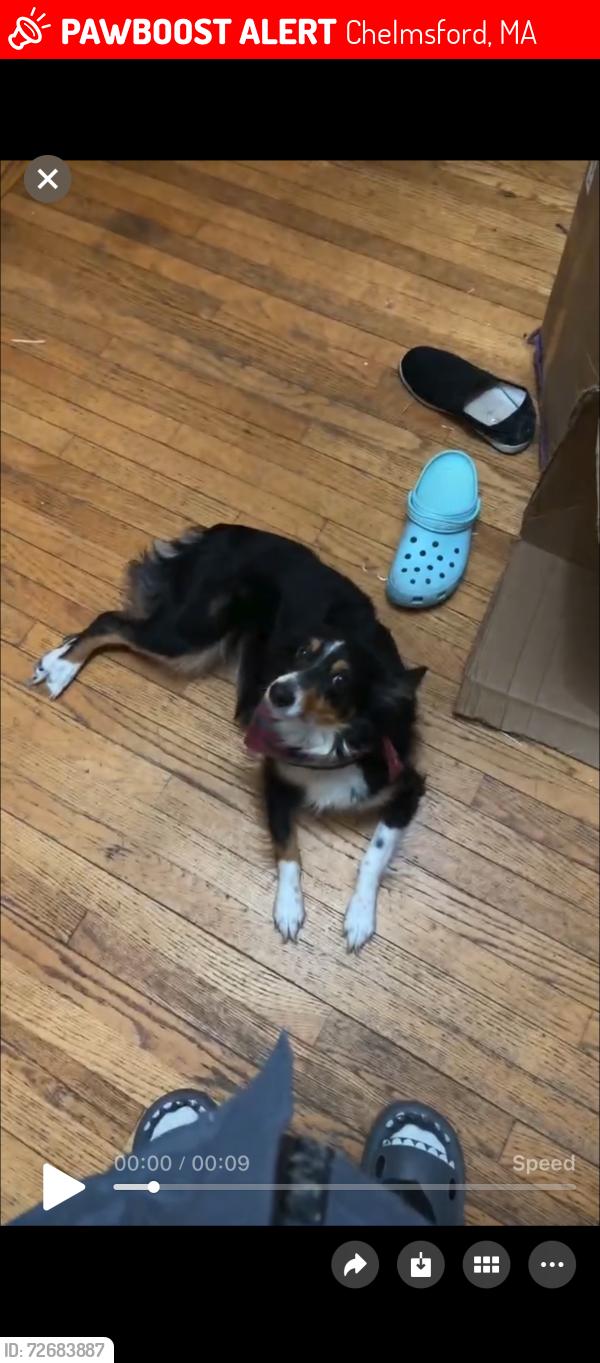 Lost Female Dog last seen around 1 Velvet Ln, Chelmsford, MA 01824
