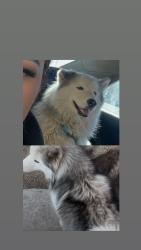 Lost Female Dog last seen E and 9th in San Bernardino , San Bernardino, CA 92410