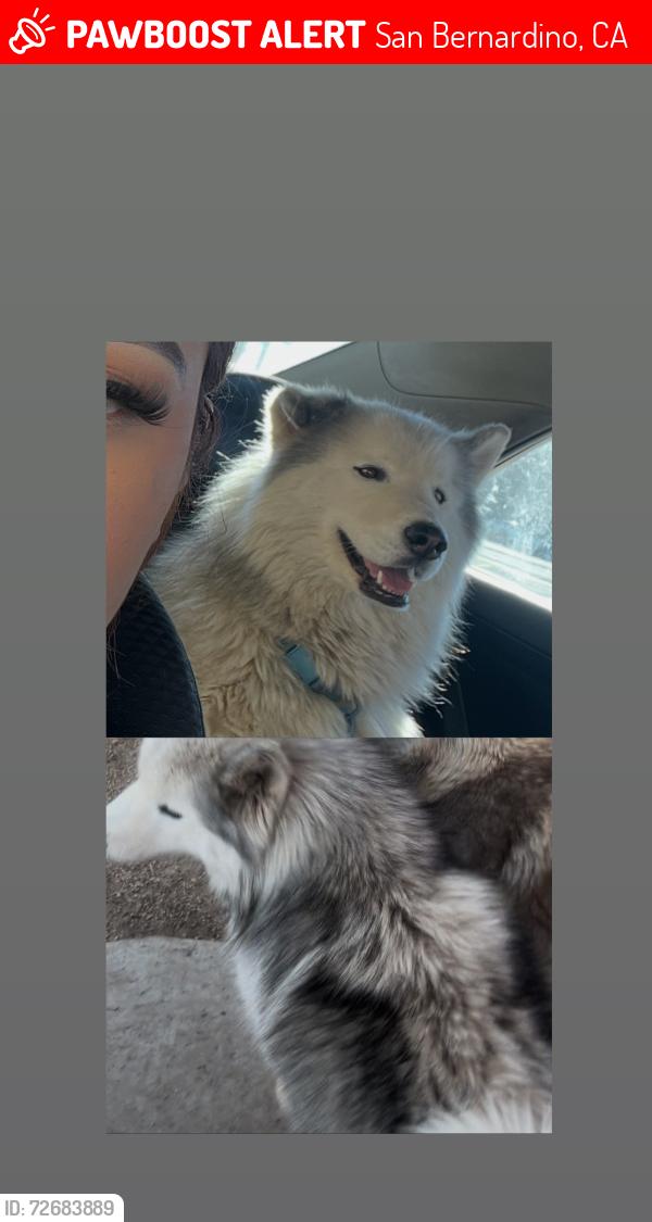 Lost Female Dog last seen E and 9th in San Bernardino , San Bernardino, CA 92410