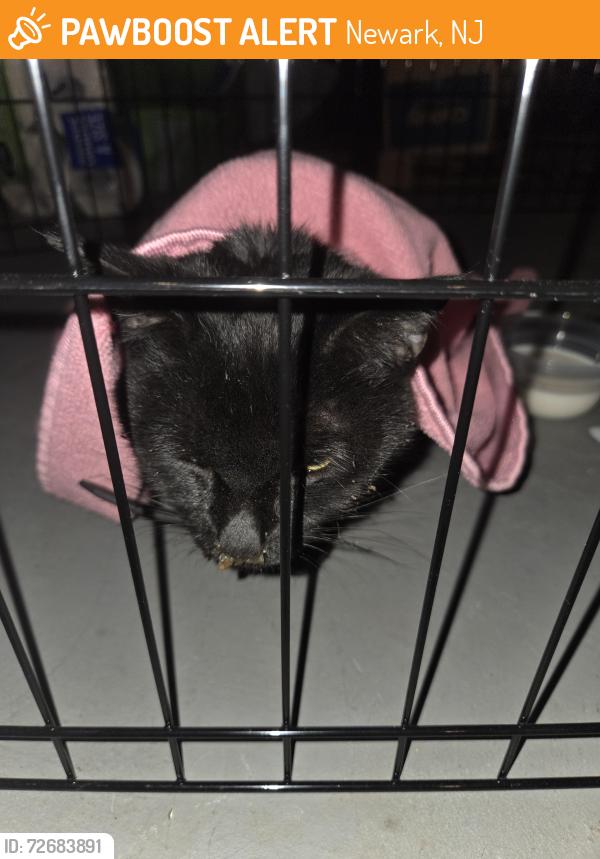 Found/Stray Unknown Cat last seen Seymour st, Newark, NJ 07108