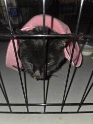 Found/Stray Unknown Cat last seen Seymour st, Newark, NJ 07108