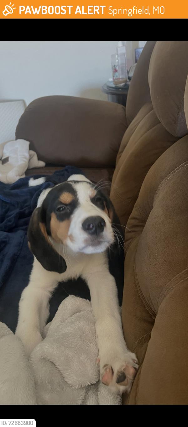 Found/Stray Male Dog last seen Near Dollison St., Springfield, MO 65804
