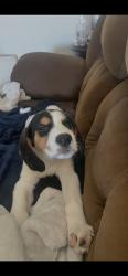 Found/Stray Male Dog last seen Near Dollison St., Springfield, MO 65804
