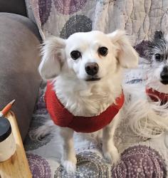Lost Female Dog last seen Moonstone & Blue Shale, Jarrell, TX 76537