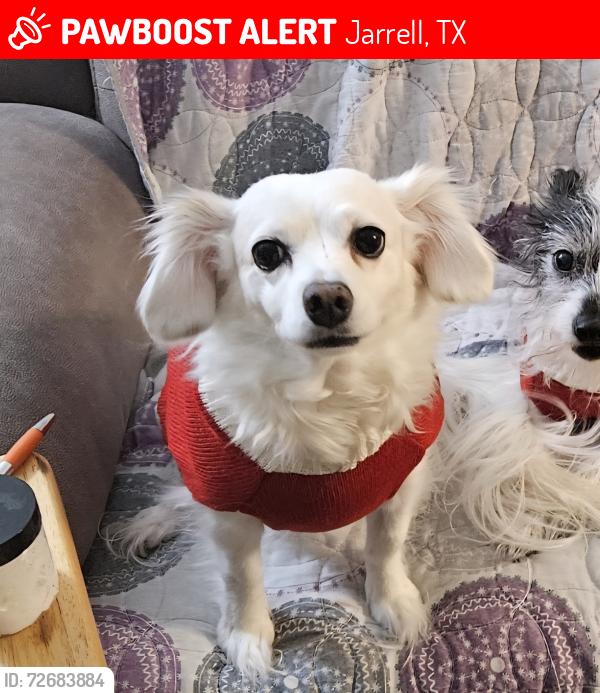 Lost Female Dog last seen Moonstone & Blue Shale, Jarrell, TX 76537