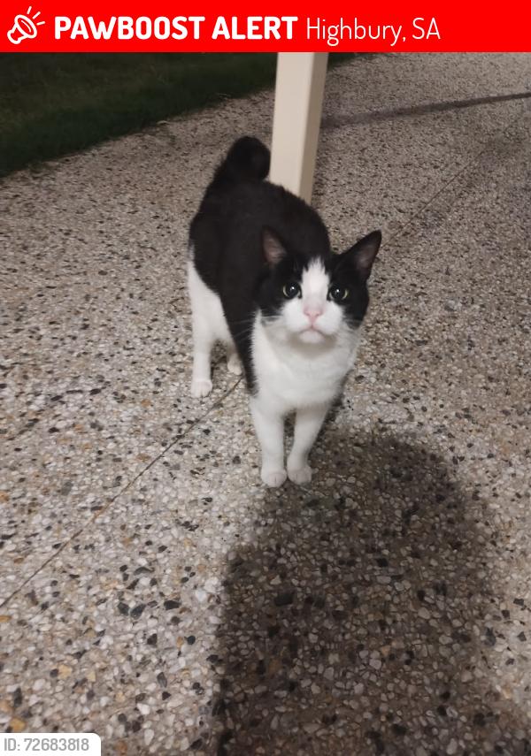 Lost Female Cat last seen Lower North East Road, Highbury, SA 5089