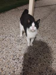 Lost Female Cat last seen Lower North East Road, Highbury, SA 5089