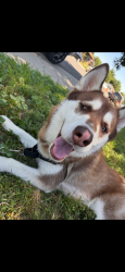 Lost Male Dog last seen Near Apostle , Aurora, CO 80011