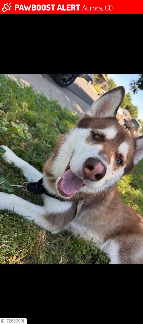 Lost Male Dog last seen Near Apostle , Aurora, CO 80011