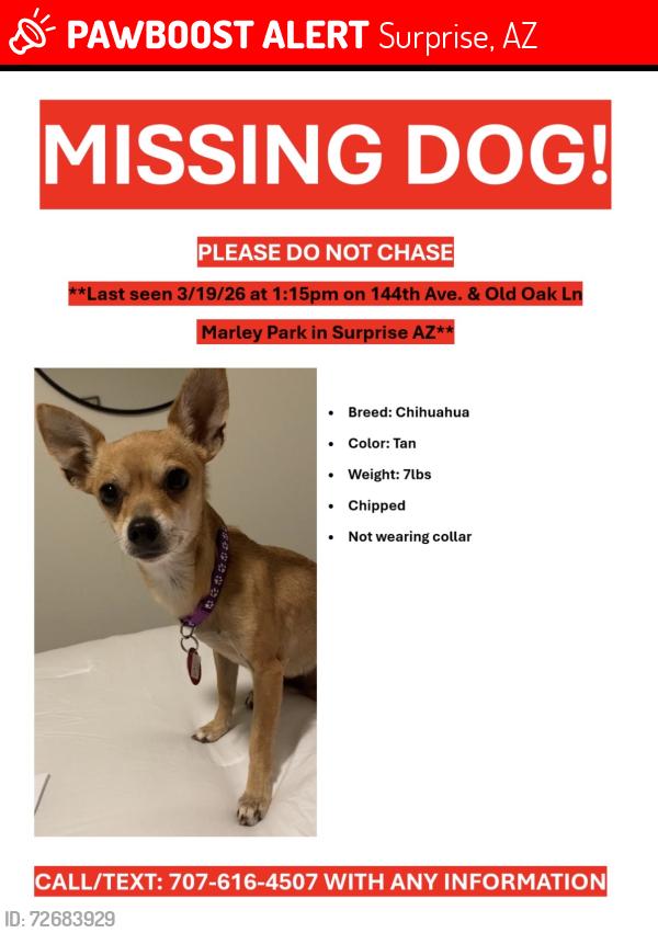 Lost Female Dog last seen 144th Ave and Old Oak Lane, Surprise, AZ 85379