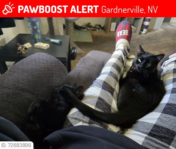 Lost Female Cat last seen Old 395, Gardnerville, NV 89410