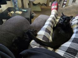 Lost Female Cat last seen Old 395, Gardnerville, NV 89410