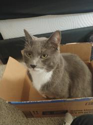 Lost Male Cat last seen Viera Fl, Melbourne, FL 32940