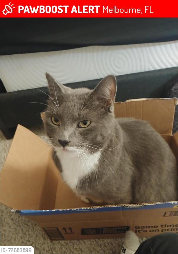 Lost Male Cat last seen Viera Fl, Melbourne, FL 32940
