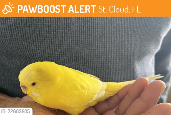 Found/Stray Unknown Bird last seen Sunbrooke, St. Cloud, FL 34771