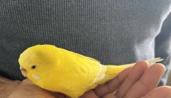 Found/Stray Unknown Bird last seen Sunbrooke, St. Cloud, FL 34771