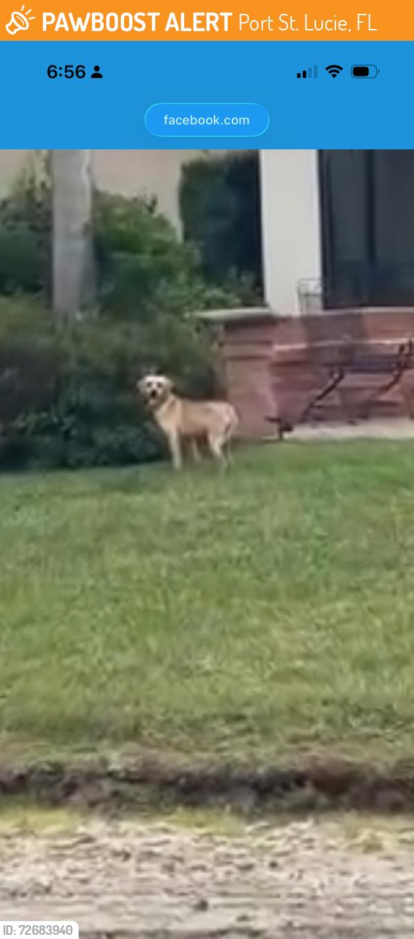 Found/Stray Unknown Dog last seen C Veranda Gardens, Port St. Lucie, FL 34984