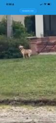 Found/Stray Unknown Dog last seen C Veranda Gardens, Port St. Lucie, FL 34984