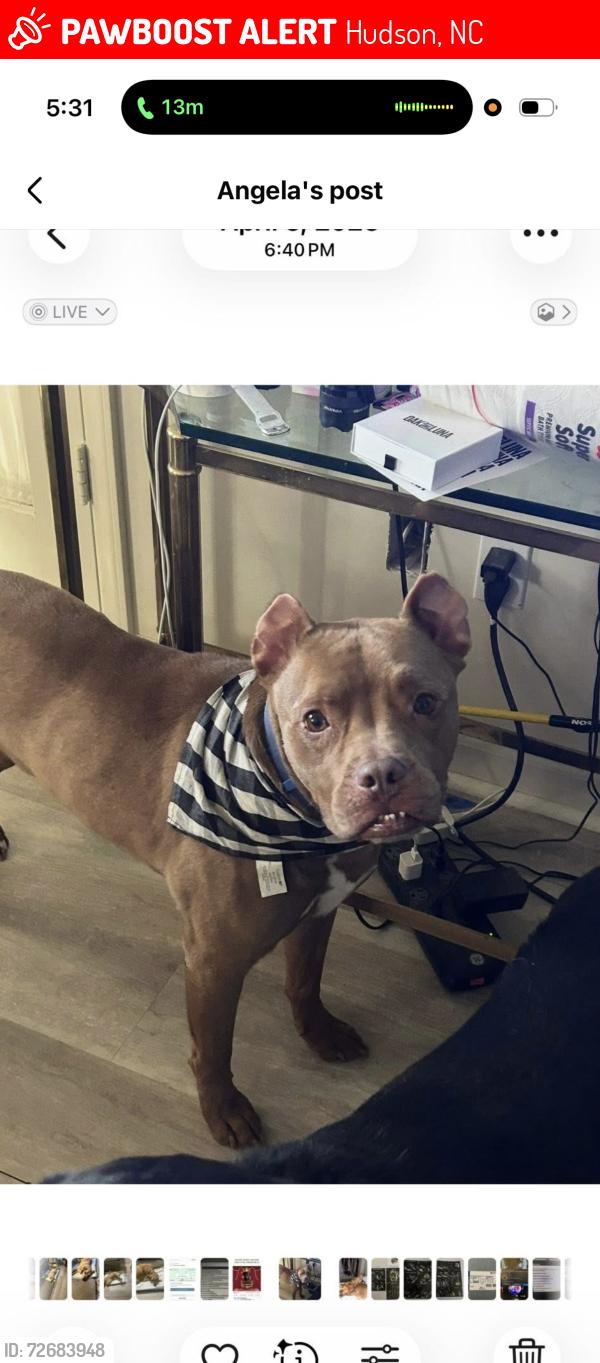 Lost Male Dog last seen Christie Road, Hudson NC, Hudson, NC 28630