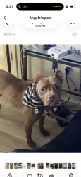 Lost Male Dog last seen Christie Road, Hudson NC, Hudson, NC 28630